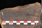 Foto (Detailansicht) von Myrica lignitum Unger (NHMW-GEO-2024-0188-0555)